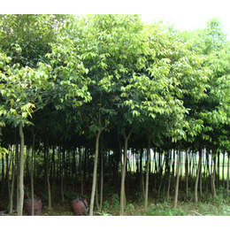 樂(lè)山天竺桂,成都青峰苗木園林,天竺桂苗木_其他綠化苗木_第一槍