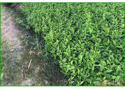 【福鼎大白茶苗價(jià)格】福鼎大白茶苗價(jià)格,價(jià)格,廠家,供應(yīng)商,花木、果木種苗,雅安市名山區(qū)惠農(nóng)苗木種植農(nóng)民專業(yè)合作社 - 產(chǎn)品庫(kù)