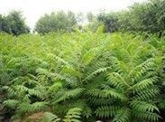 供應(yīng)博野華林苗木苗圃|博野苗圃報(bào)價(jià)_安全防護(hù)_世界工廠網(wǎng)中國(guó)產(chǎn)品信息庫