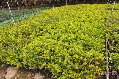 【黃金葉種植基地、基地直銷、質(zhì)優(yōu)價廉】綠化苗木,價格,廠家,供應商,花木,龍海市東泗興輝園藝場 - 產(chǎn)品庫