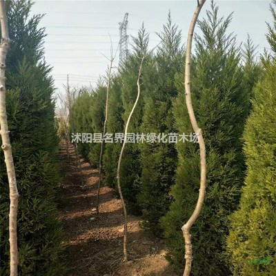 走進(jìn)沭陽(yáng)縣廣漢園林苗木場(chǎng) 打造綠色生態(tài)的專業(yè)苗木基地